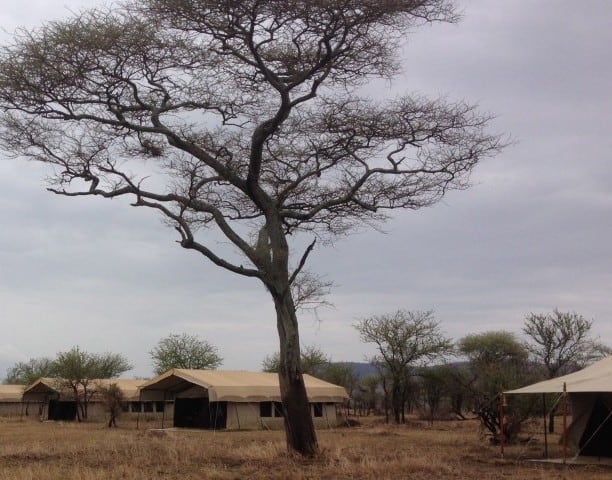 Serengeti - Thorn Tree Camp