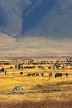 Tanzania