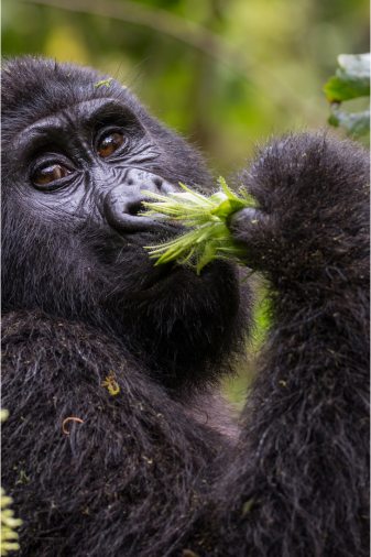 Uganda 1